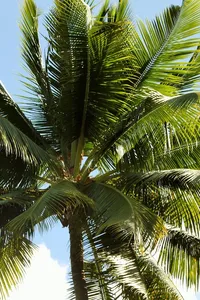 Coconut milk